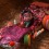 Obijuan