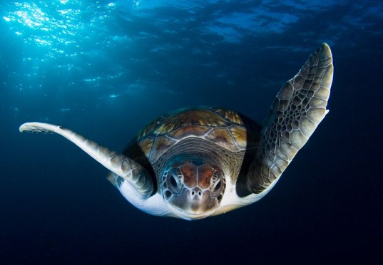 Imagen de cabecera de Película Documental Equilibrio Marino