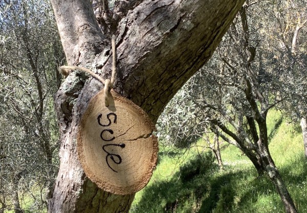 Imagen de cabecera de Adopta un olivo paisaje