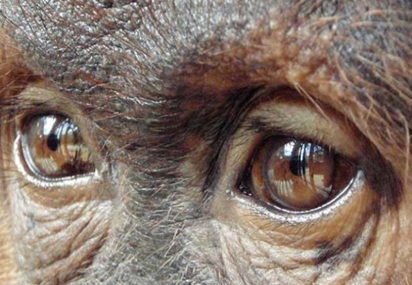 Imagen de cabecera de El último refugio del Orangutan