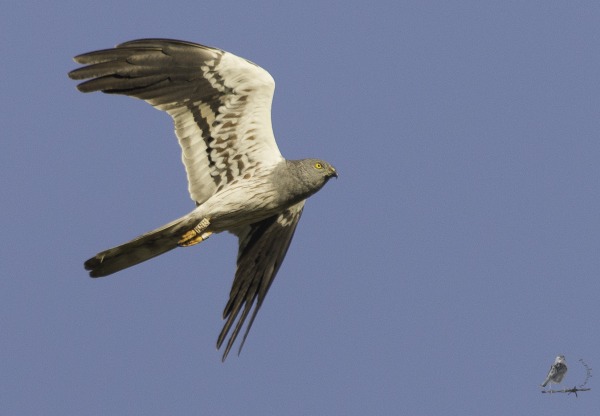 Imagen de cabecera de Conservación del Aguilucho cenizo en la Janda