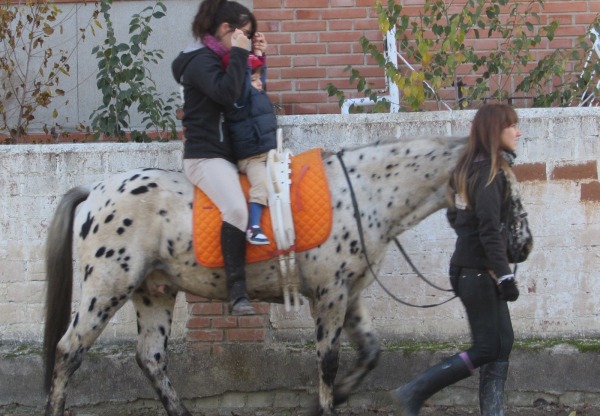 Imagen de cabecera de Becas para Terapias con Caballos