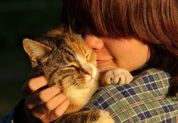 Imagen de cabecera de Hogar Felino