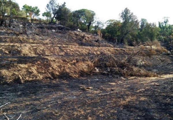 Imagen de cabecera de Reforestación Incendio Ciudad Universitaria