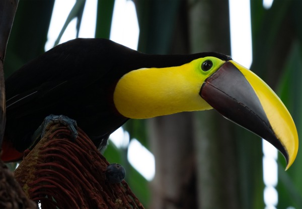Imagen de cabecera de Expansión al Pacífico: Aves de Colombia – Voces del Aire