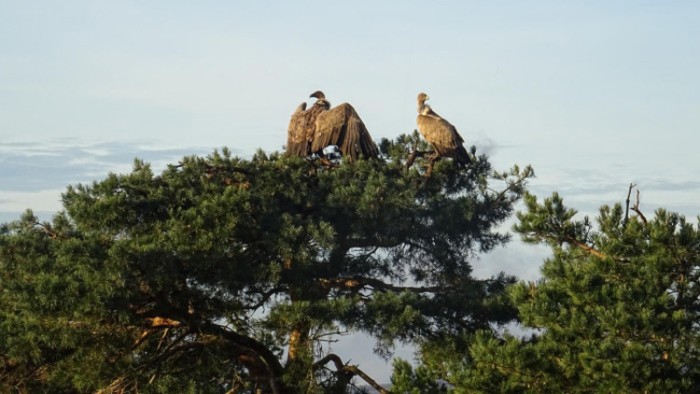 avifauna.jpg