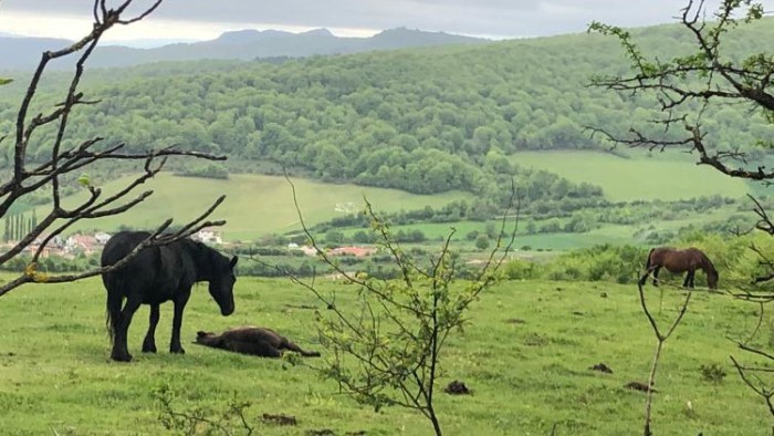 fauna-azazeta-1.jpeg