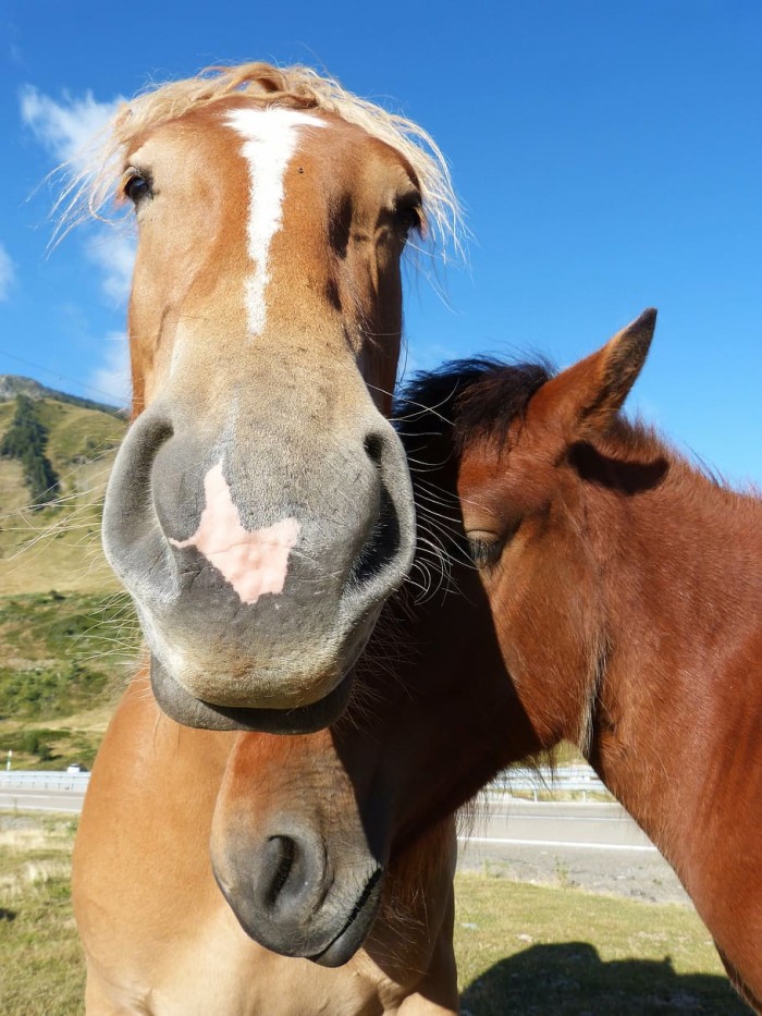 horses-couple-val-d-aran-pyrenees.jpg