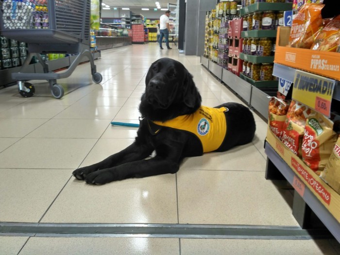 perro-ischadia-blue-super.jpg