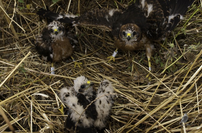 pollos-1.jpg