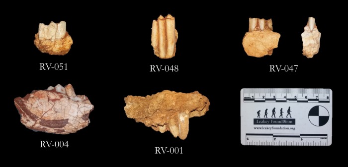 r1-figure-4-dental-remains.jpeg