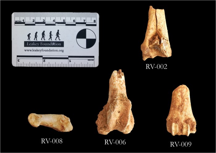 r1-figure-5-postcranial-remains.jpeg