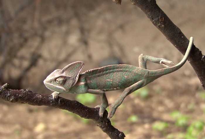 1.4-camaleon.jpg