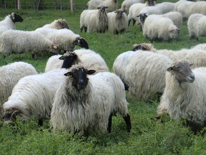 2-goteo.jpg