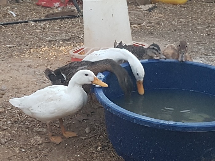 20180603-214703.jpg