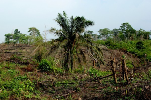 Biodiversidad versus monocultivo: el impacto medioambiental del aceite de palma