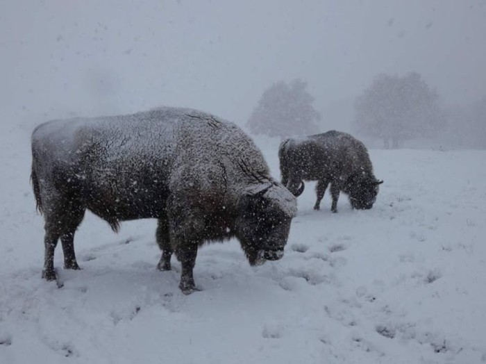 bisontes-nieve.jpg