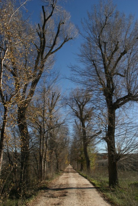 camino.jpg