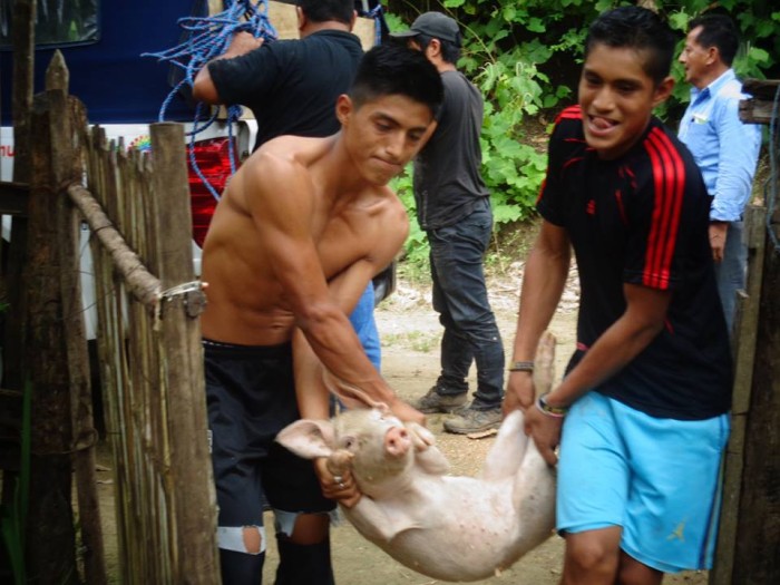 cerdo-1.jpg