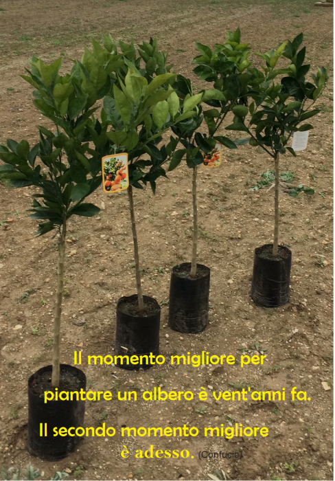 El por qué de las abejas.