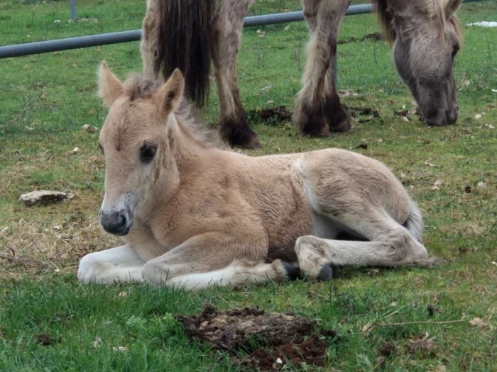 cria-tarpan.jpg
