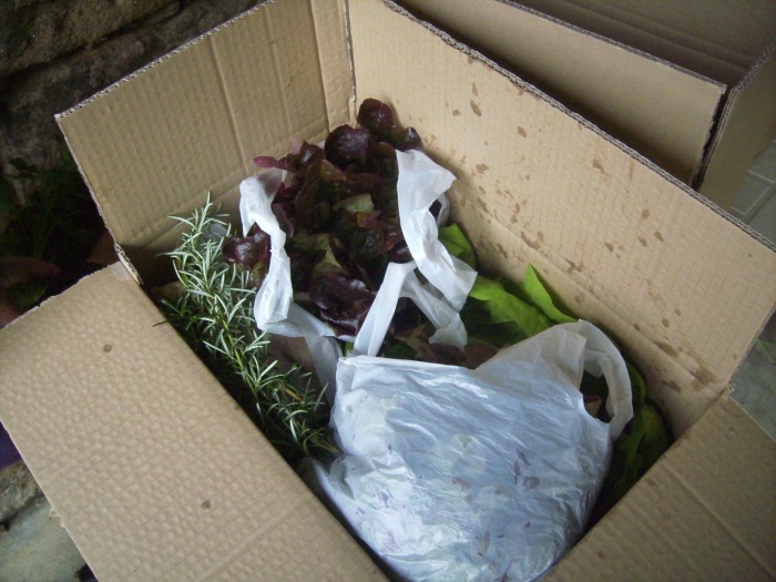 ENTREGA DE CESTAS CON PRODUCTOS DE LA HUERTA