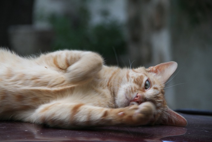 gato2.jpg