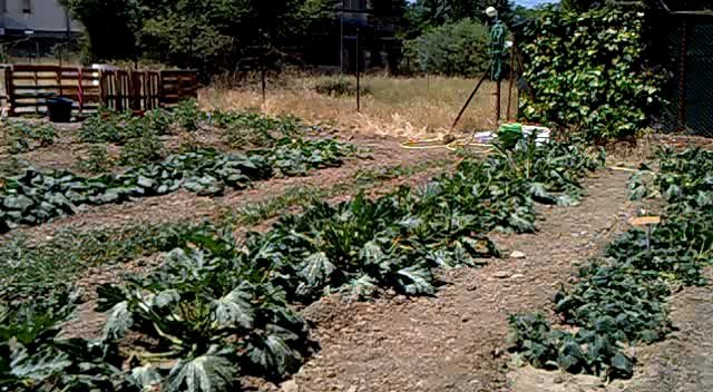 huerto.jpg