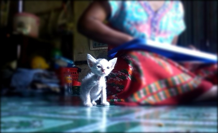 kitten-284533-1280.jpg