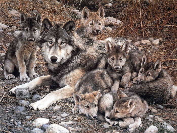 lobo-4.jpg
