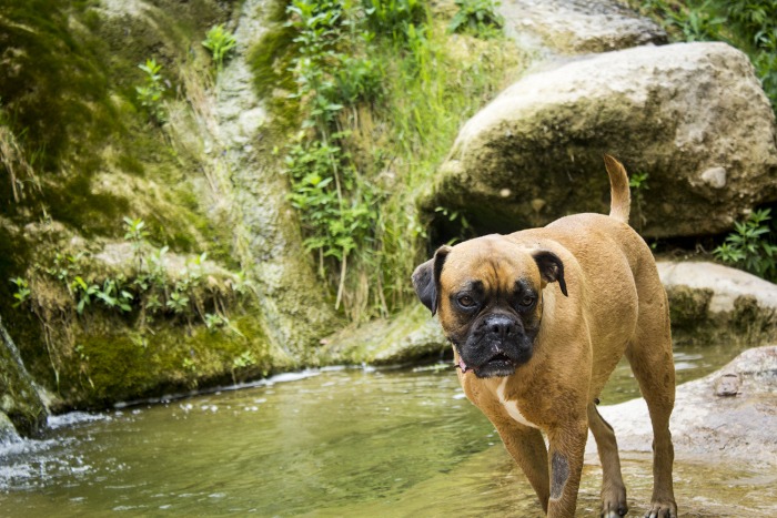 Excursión con perros a Mura