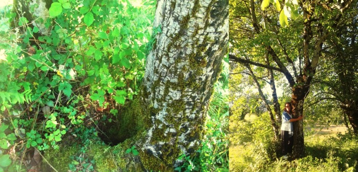 LA LLAMADA DE LA NATURALEZA