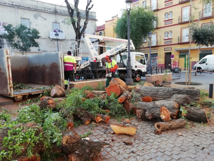 olmos-pumarejo.jpg