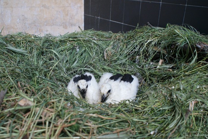 pollos-cigu-nido.jpg