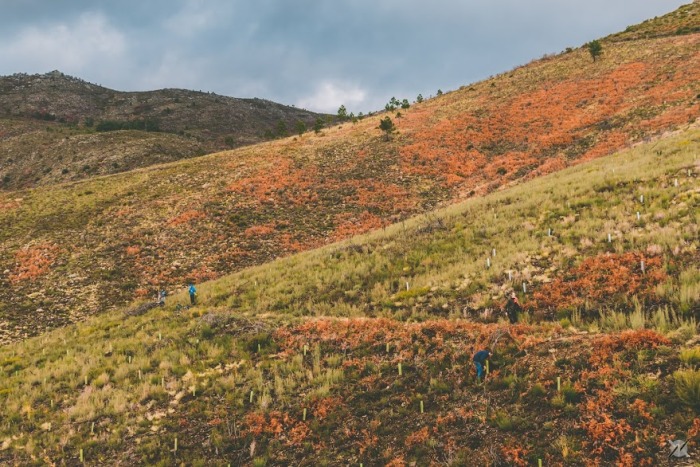 reforestkarina-ortiz51.jpg