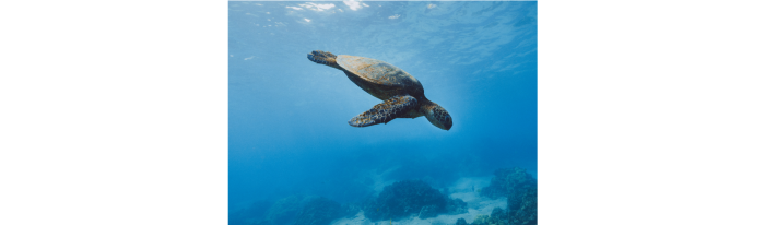 tortuga-2.png