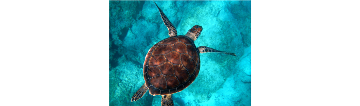 tortuga.png