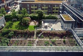 urban-farming2.jpg