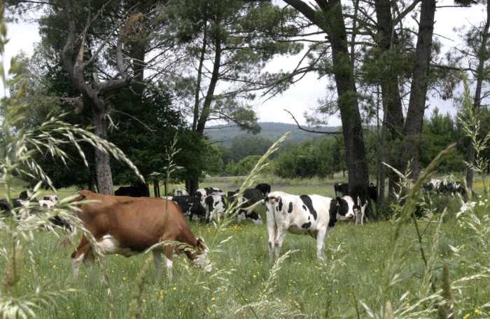 vacas-002.jpg