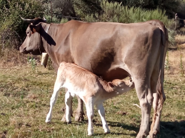 Vacas con nombre